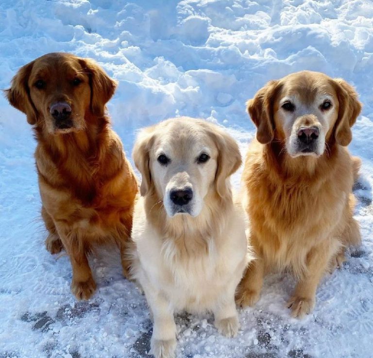 15 Reasons Why You Should Never Own Golden Retriever Dogs - PetTime
