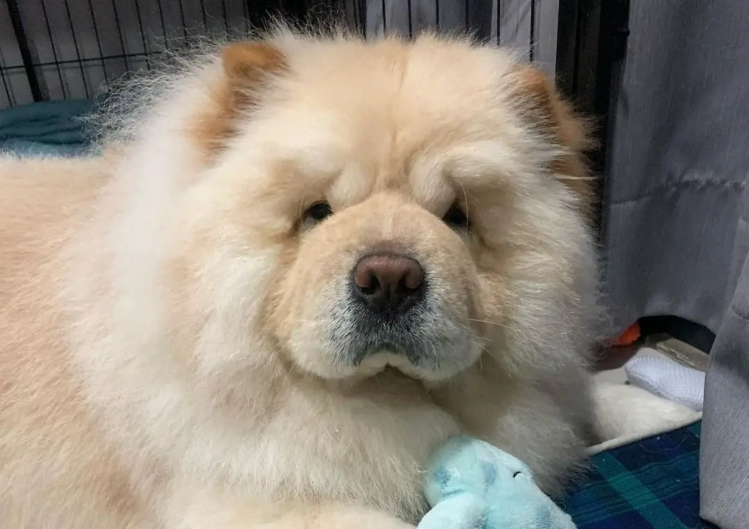 15 Informative and Interesting Facts About Chow Chows - PetTime