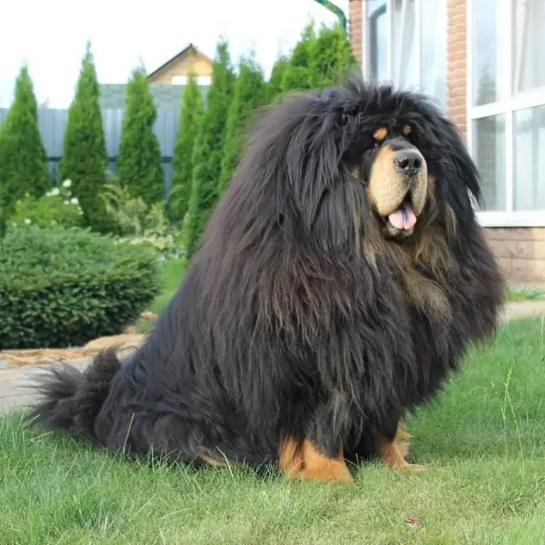 15 Things You'll Only Understand If You Have a Tibetan Mastiff Page 5 of 5 PetTime 15 Things You'll Only Understand If You Have a Tibetan Mastiff Page 5 of 5 PetTime
