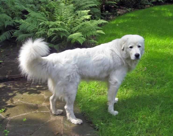 Breed Review: Hungarian Kuvasz (18 Pics) - Page 5 of 6 - PetTime
