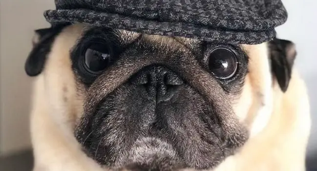 15 Things Only Pug Owners Will Understand - PetTime