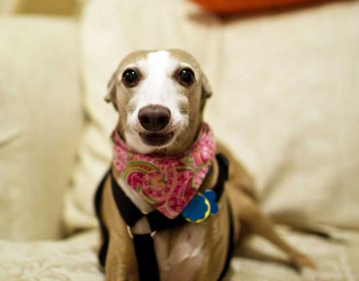 Breed Review: Italian greyhound (17 Pics) - Page 6 of 6 - PetTime