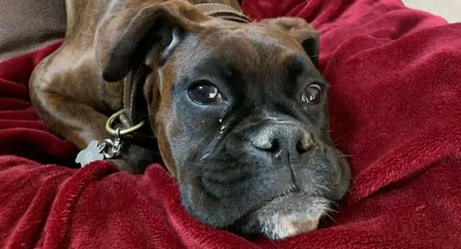 15 Things Only Boxer Owners Will Understand Pettime