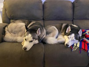 17 Undeniable Truths Only Siberian Husky Pup Parents Understand - PetTime