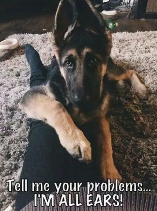 17 Funny Memes With German Shepherds - PetTime