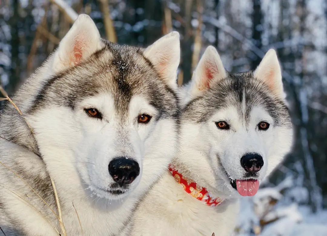15 Informative and Interesting Facts About Siberian Husky Dogs - PetTime