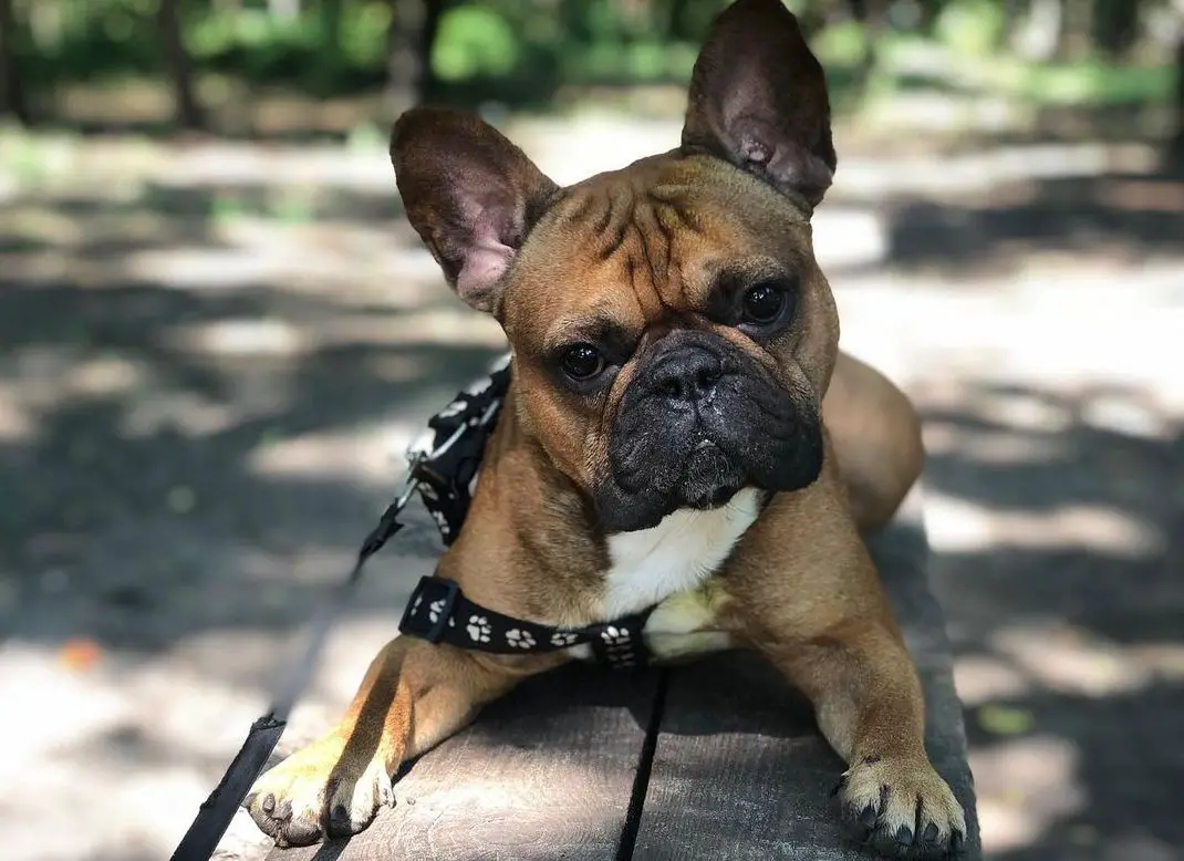 17 Amazing Facts About French Bulldogs You Might Not Know - PetTime