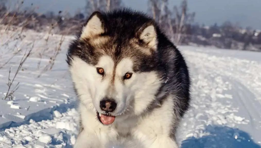 16 Facts About Raising and Training Alaskan Malamutes