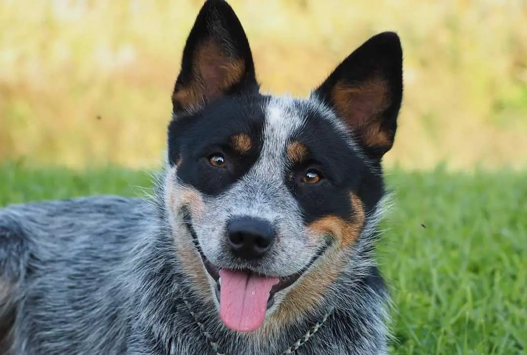 15 Facts About Raising and Training Australian Cattle Dogs - PetTime