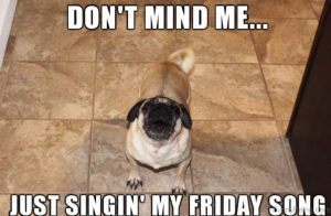 17 Funny Pug Memes