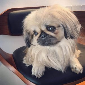 15 Pictures That Prove Pekingese Are Perfect Weirdos