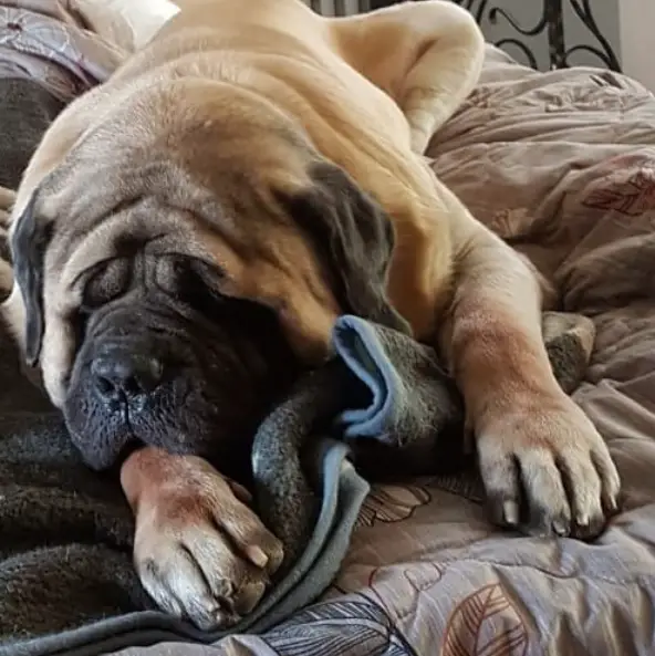 16 Things You'll Only Understand If You Have an English Mastiff - PetTime