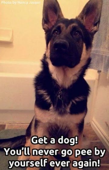 17 Very Funny Memes With German Shepherds