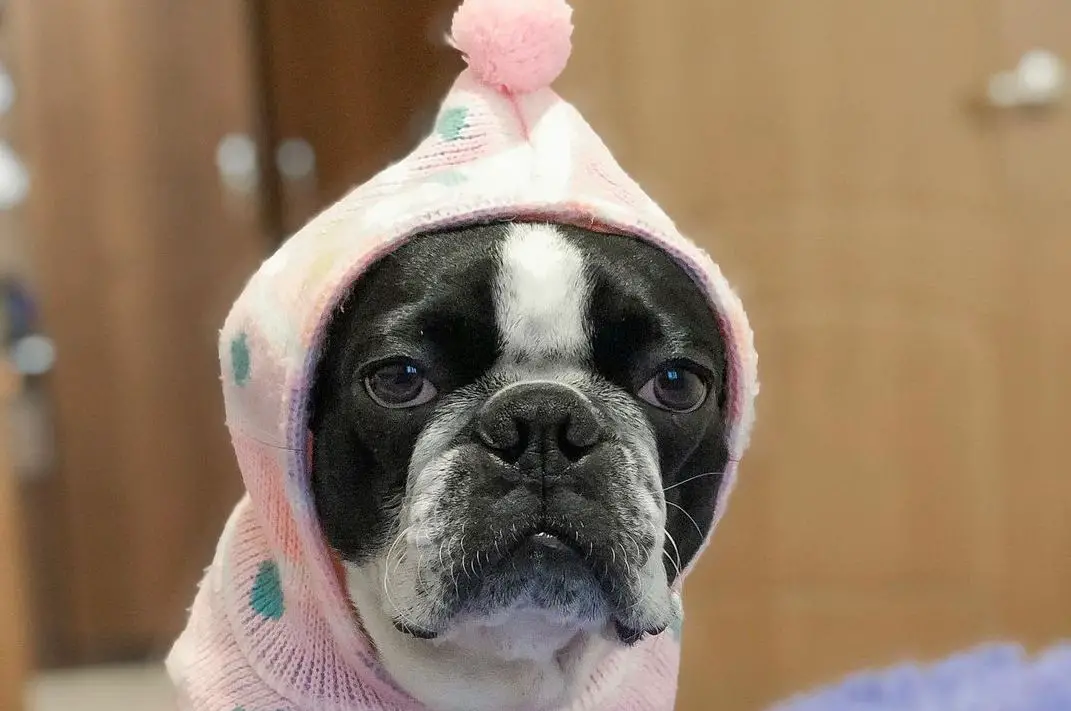 15 Informative and Interesting Facts About Boston Terriers - PetTime