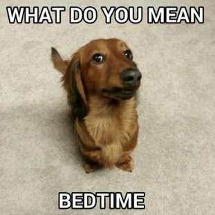 17 Very Funny Memes with Dachshunds - PetTime