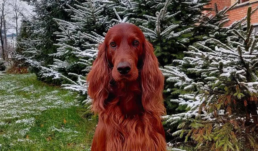 16 Facts About Raising And Training Irish Setters PetTime   3 401 