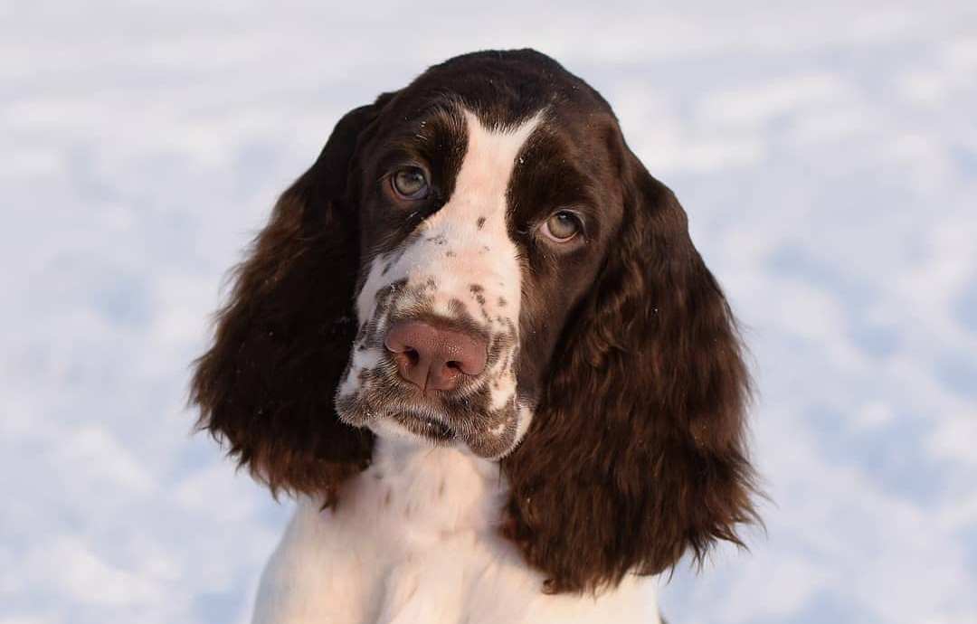 17-facts-about-raising-and-training-english-springer-spaniels-pettime