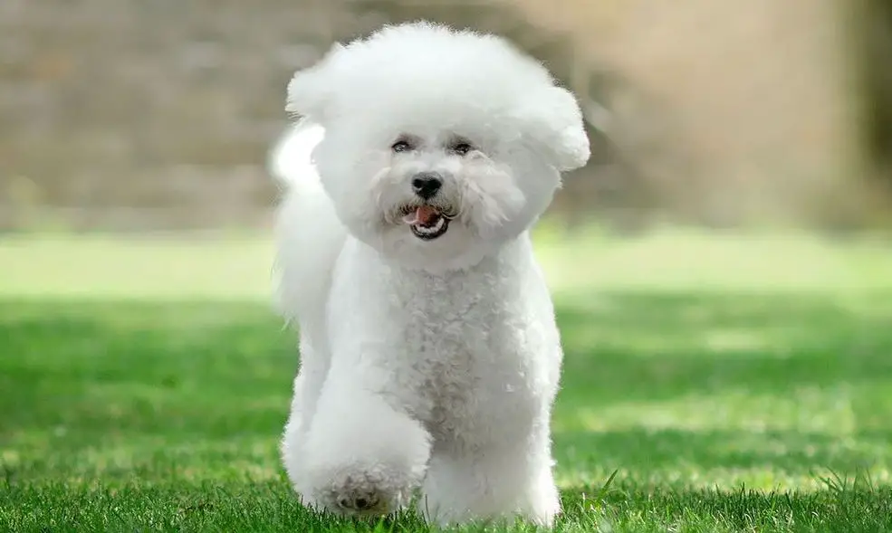 15 Pros and Cons of Owning Bichon Frises