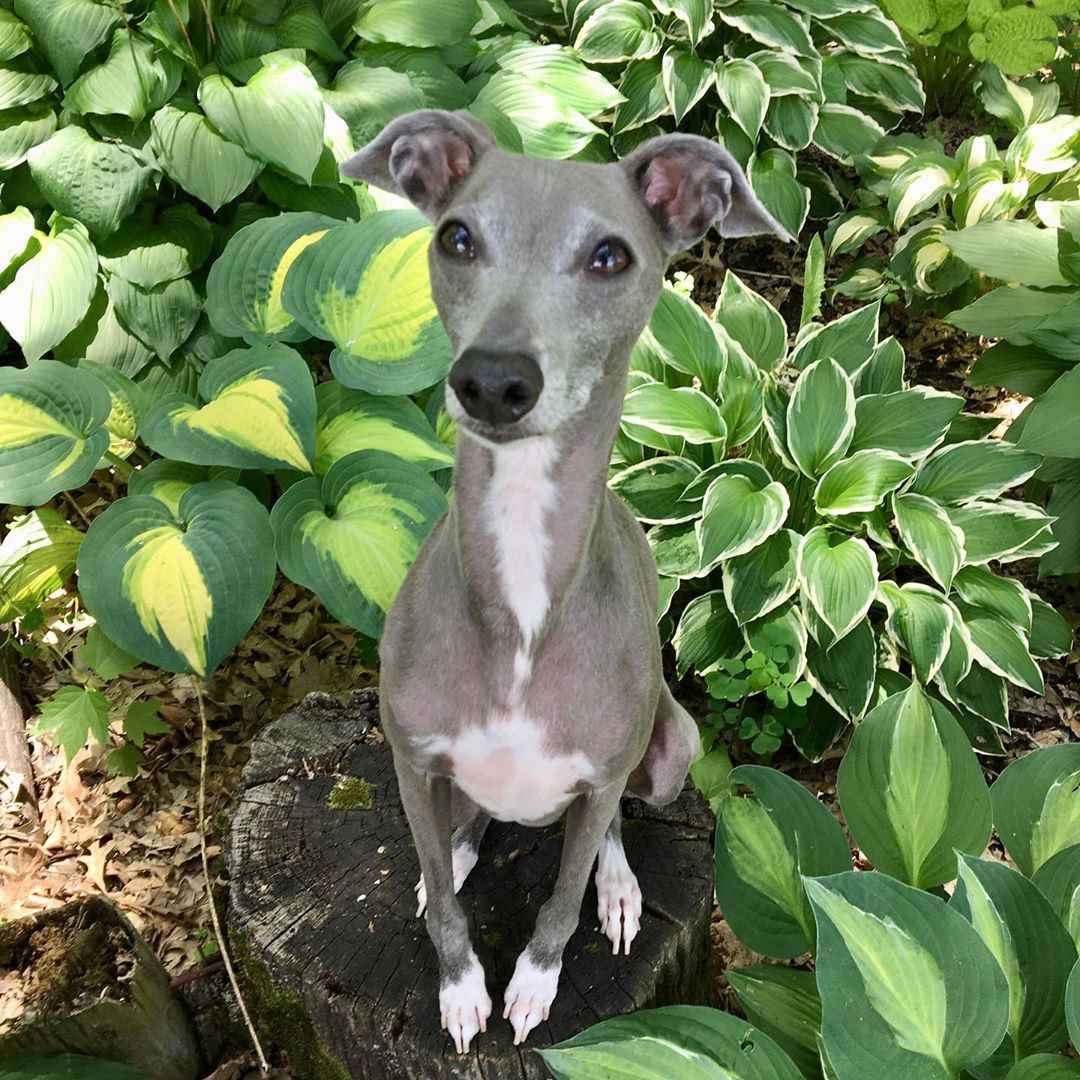 Breed Review: Italian greyhound (17 Pics) - Page 2 of 6 - PetTime