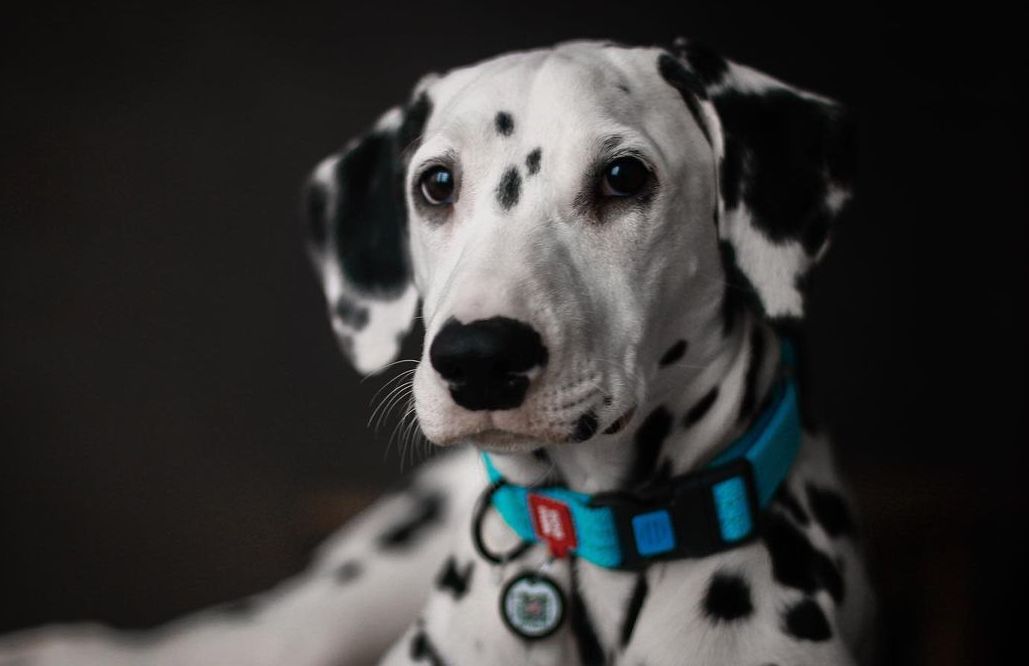 15 Historical Facts About Dalmatians You Might Not Know