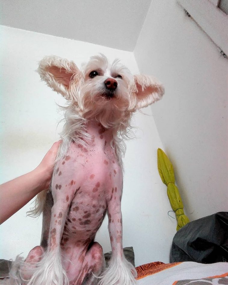 Breed Review: Chinese Crested Dog (17 Pics) - Page 2 of 6 