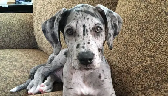 17 Historical Facts About Great Danes You Might Not Know