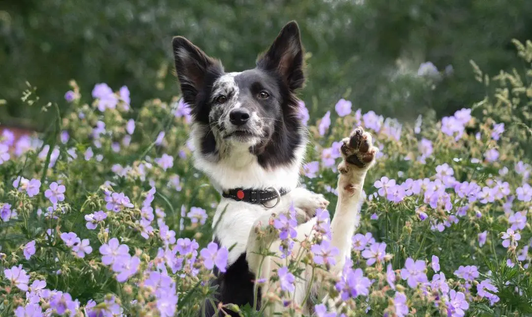 16-pros-and-cons-of-owning-border-collies-page-2-of-6-pettime