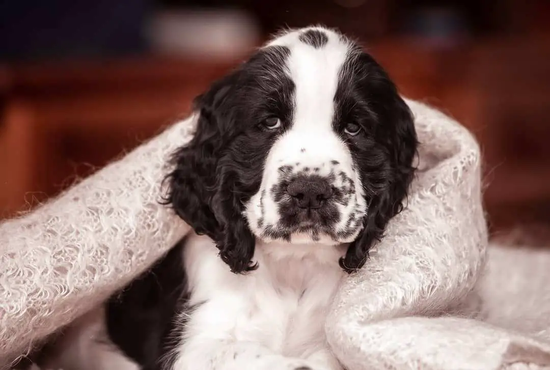 16 Historical Facts About English Springer Spaniels You Might Not Know ...