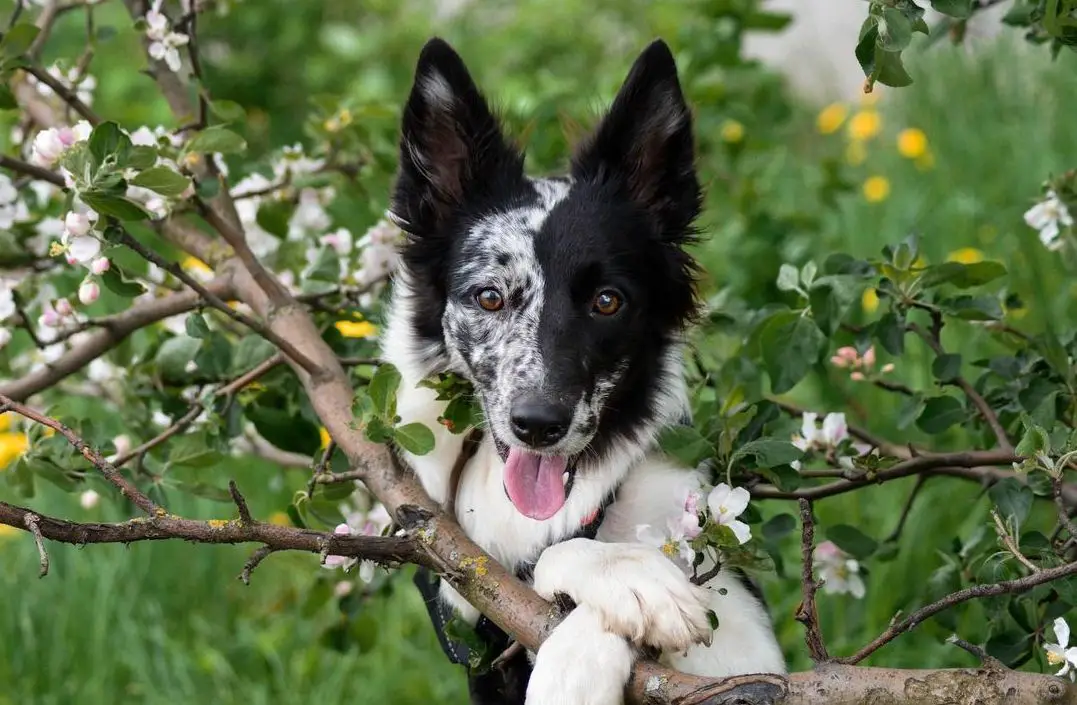 15 Historical Facts About Border Collies You Might Not Know - PetTime