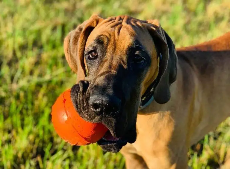 15-facts-about-raising-and-training-great-danes-pettime