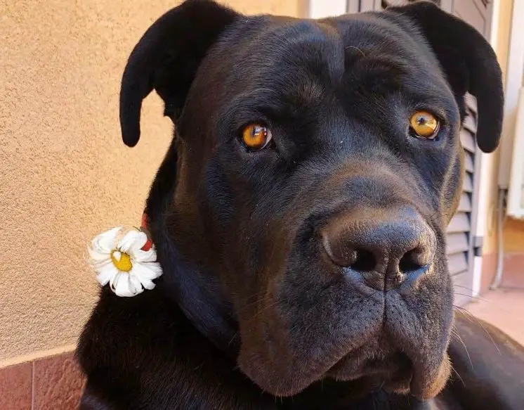 15 Pros and Cons of Owning Cane Corso Dogs Page 4 of 5 PetTime