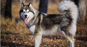 16+ Pros and Cons of Owning an Alaskan Malamute