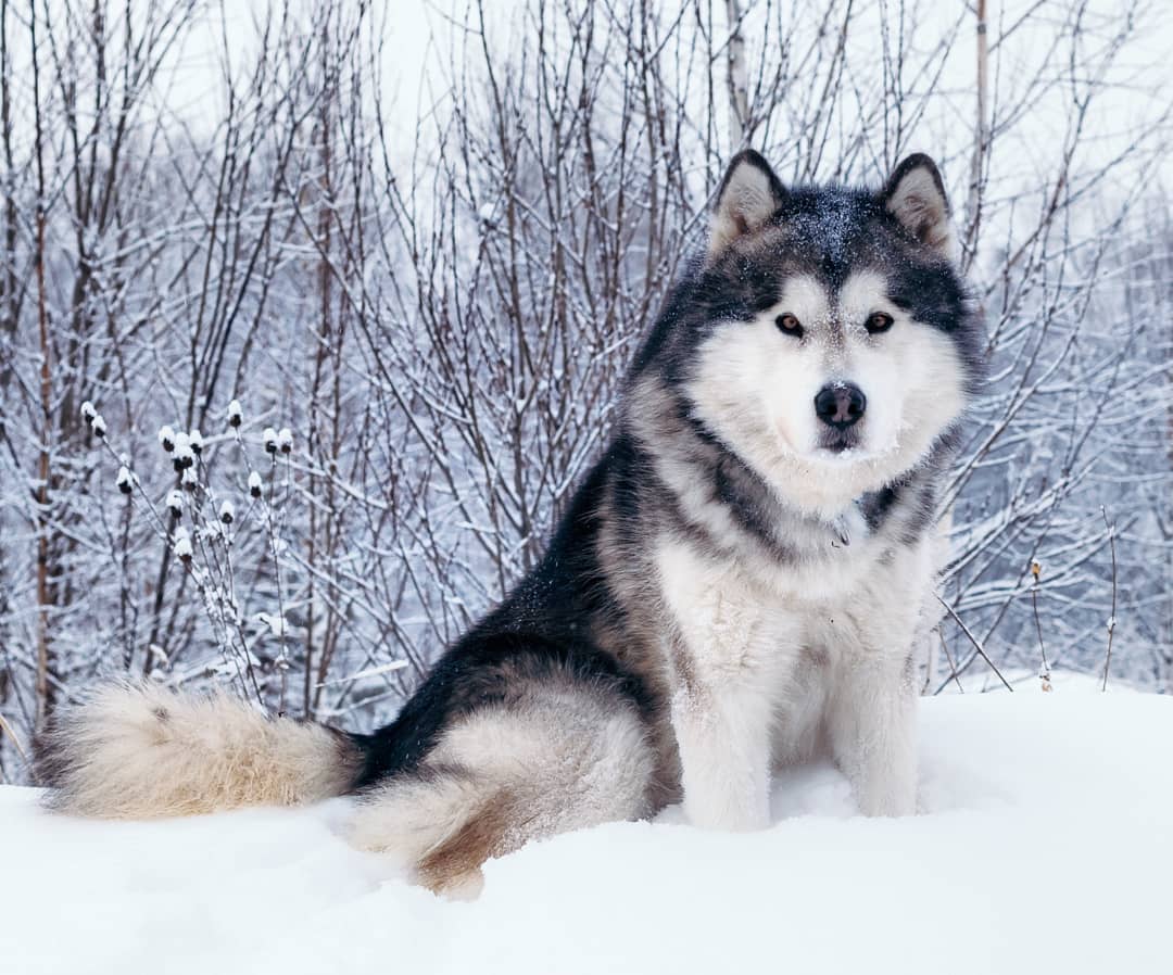 16 Facts About Raising and Training Alaskan Malamutes