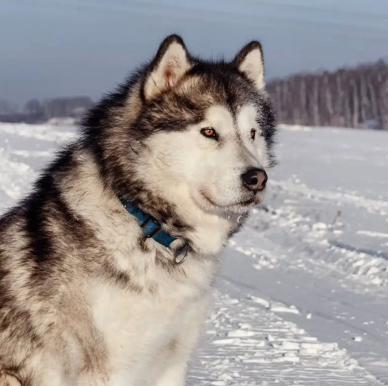 17 Pros and Cons of Owning Alaskan Malamutes - PetTime