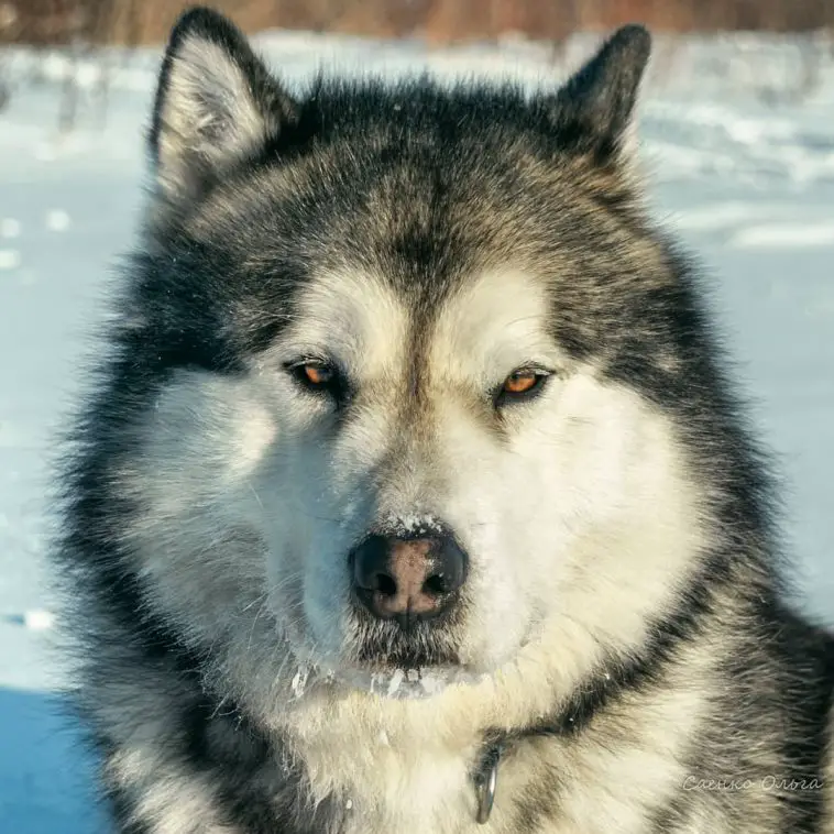 17 Pros and Cons of Owning Alaskan Malamutes - PetTime