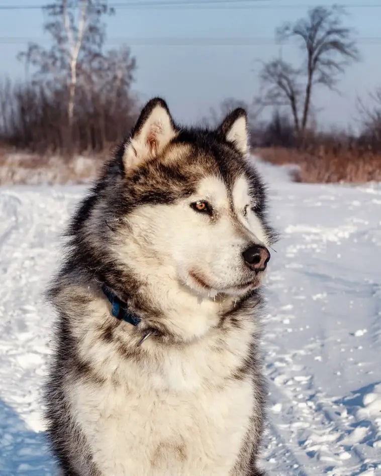 17 Pros and Cons of Owning Alaskan Malamutes - Page 2 of 6 - PetTime