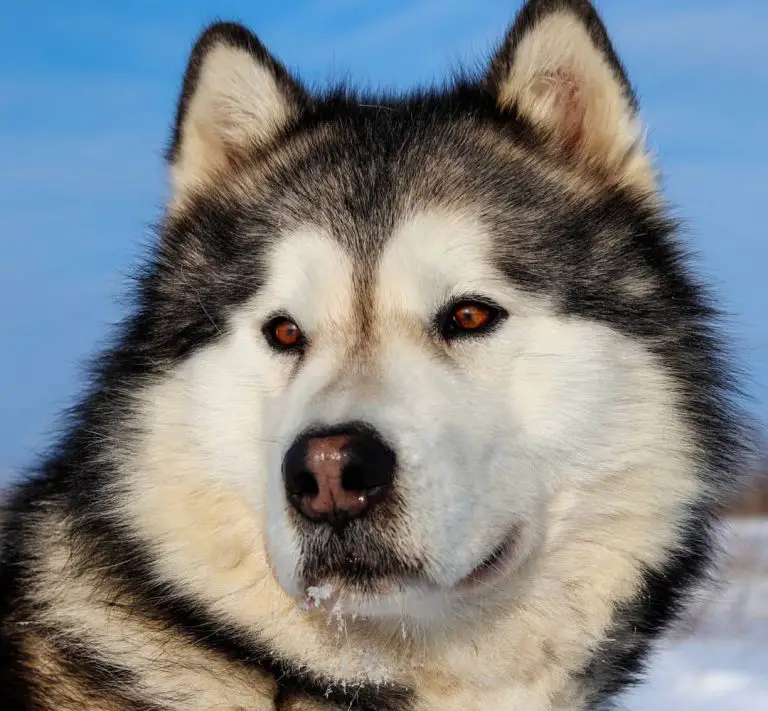 17 Pros and Cons of Owning Alaskan Malamutes - Page 4 of 6 - PetTime