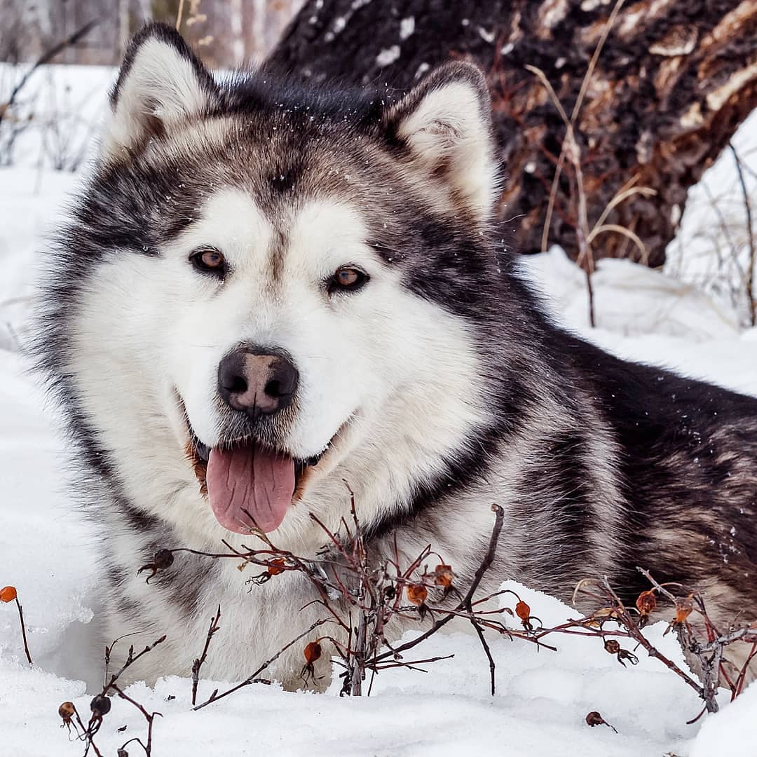 Exploring the Wonders of Alaskan Wilderness A Guide to