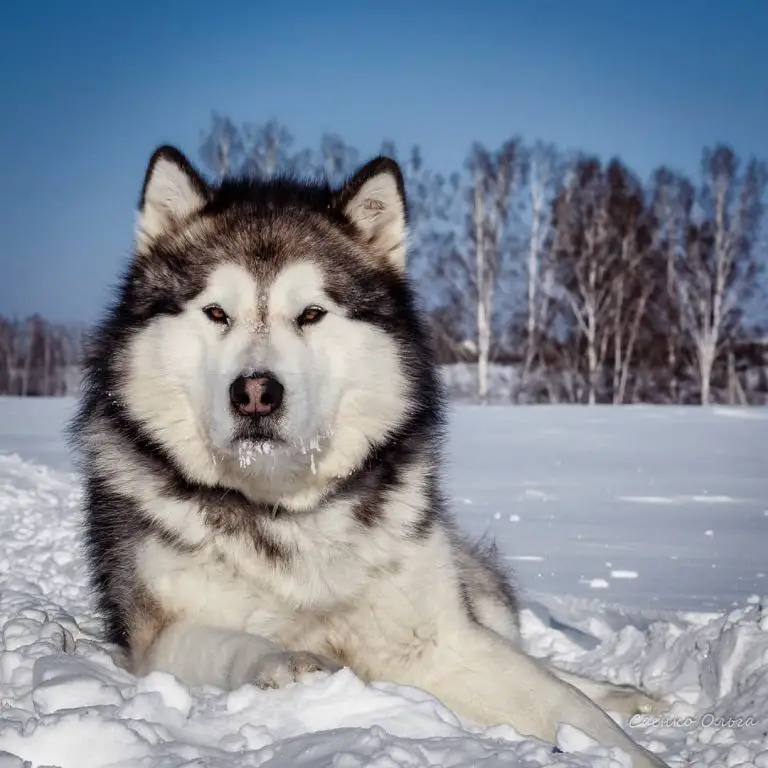 15 Amazing Facts About Alaskan Malamutes You Might Not Know - PetTime