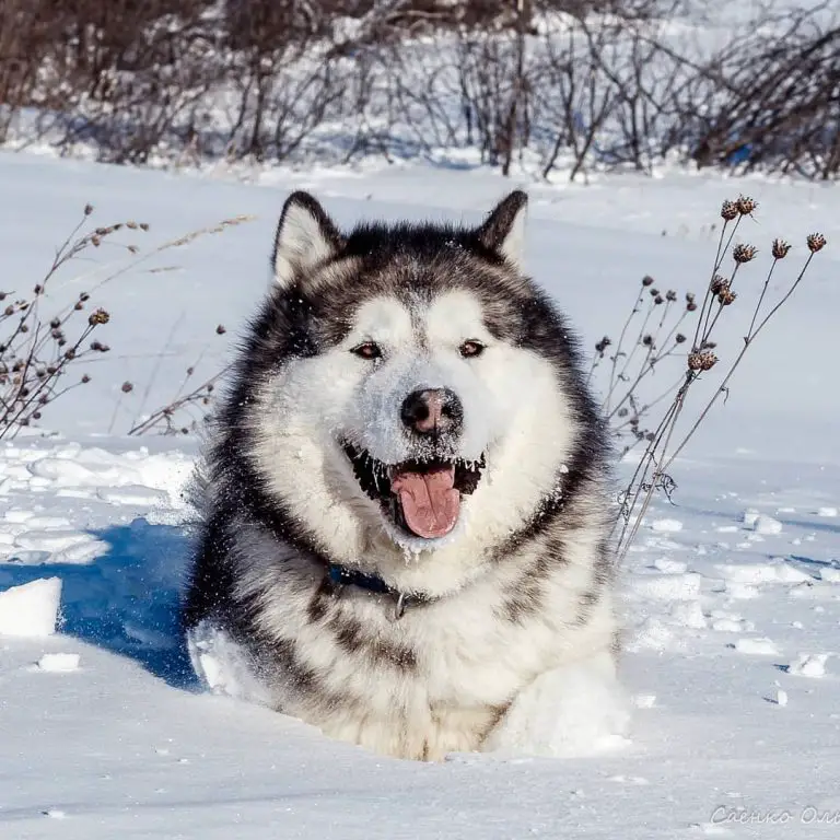 15 Amazing Facts About Alaskan Malamutes You Might Not Know - Page 3 of ...