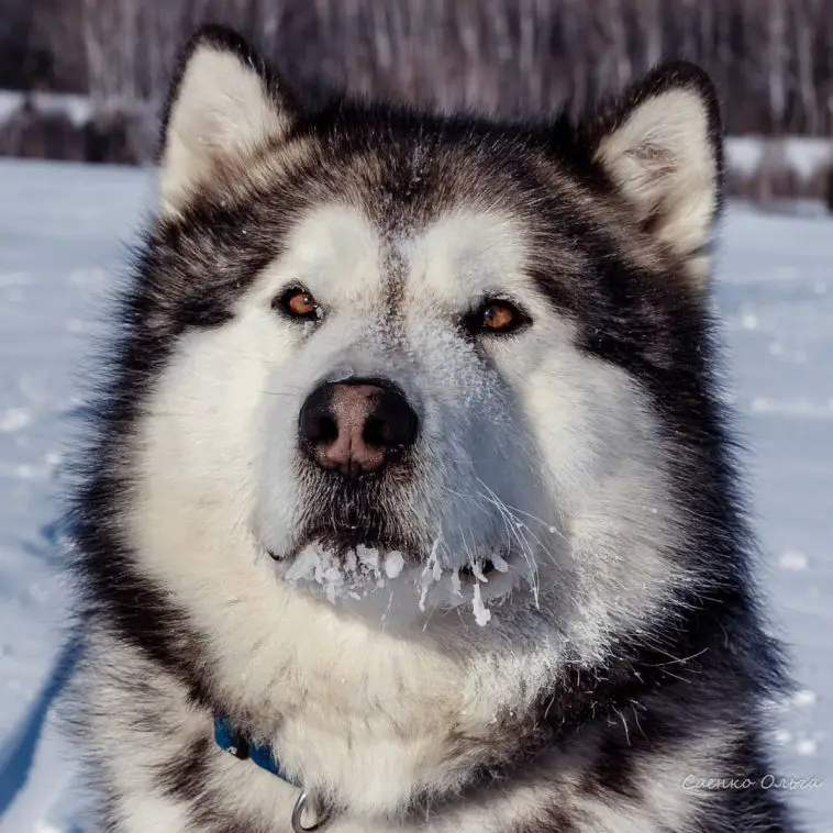 15 Amazing Facts About Alaskan Malamutes You Might Not Know