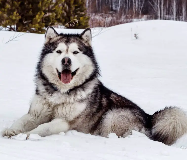 15 Amazing Facts About Alaskan Malamutes You Might Not Know