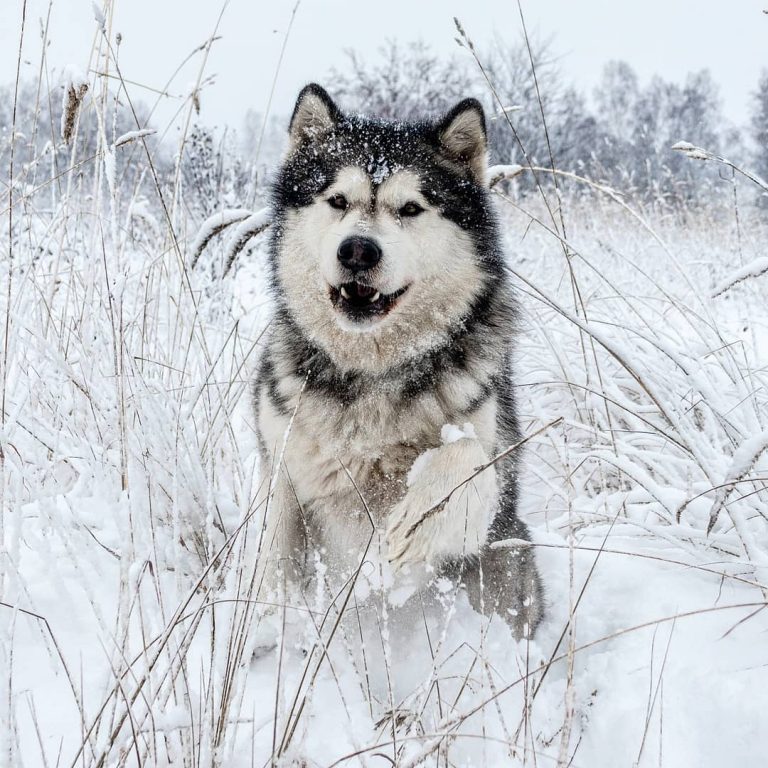 17 Historical Facts About Alaskan Malamutes You Might Not Know - Page 3 ...