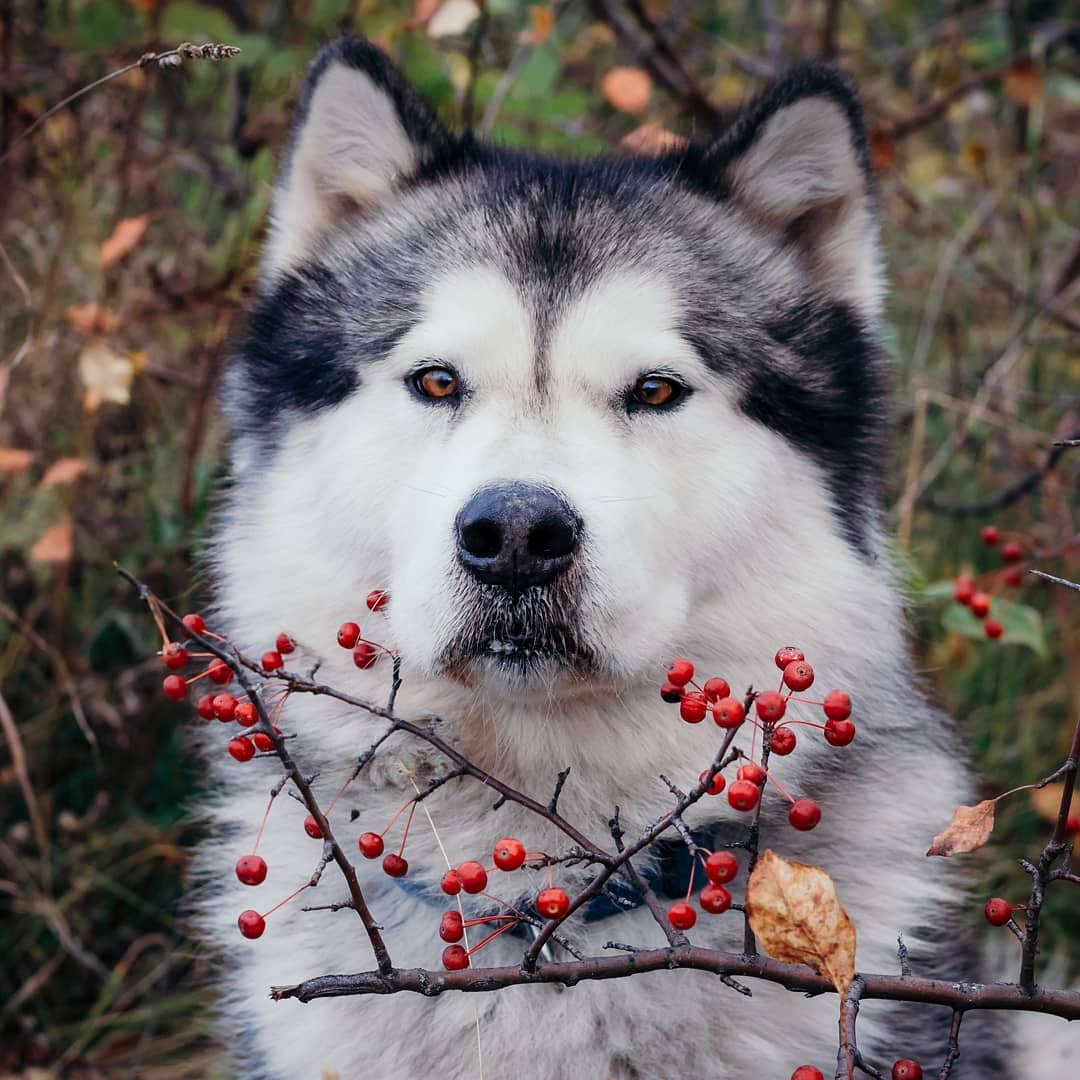 15 Informative And Interesting Facts About Alaskan Malamutes