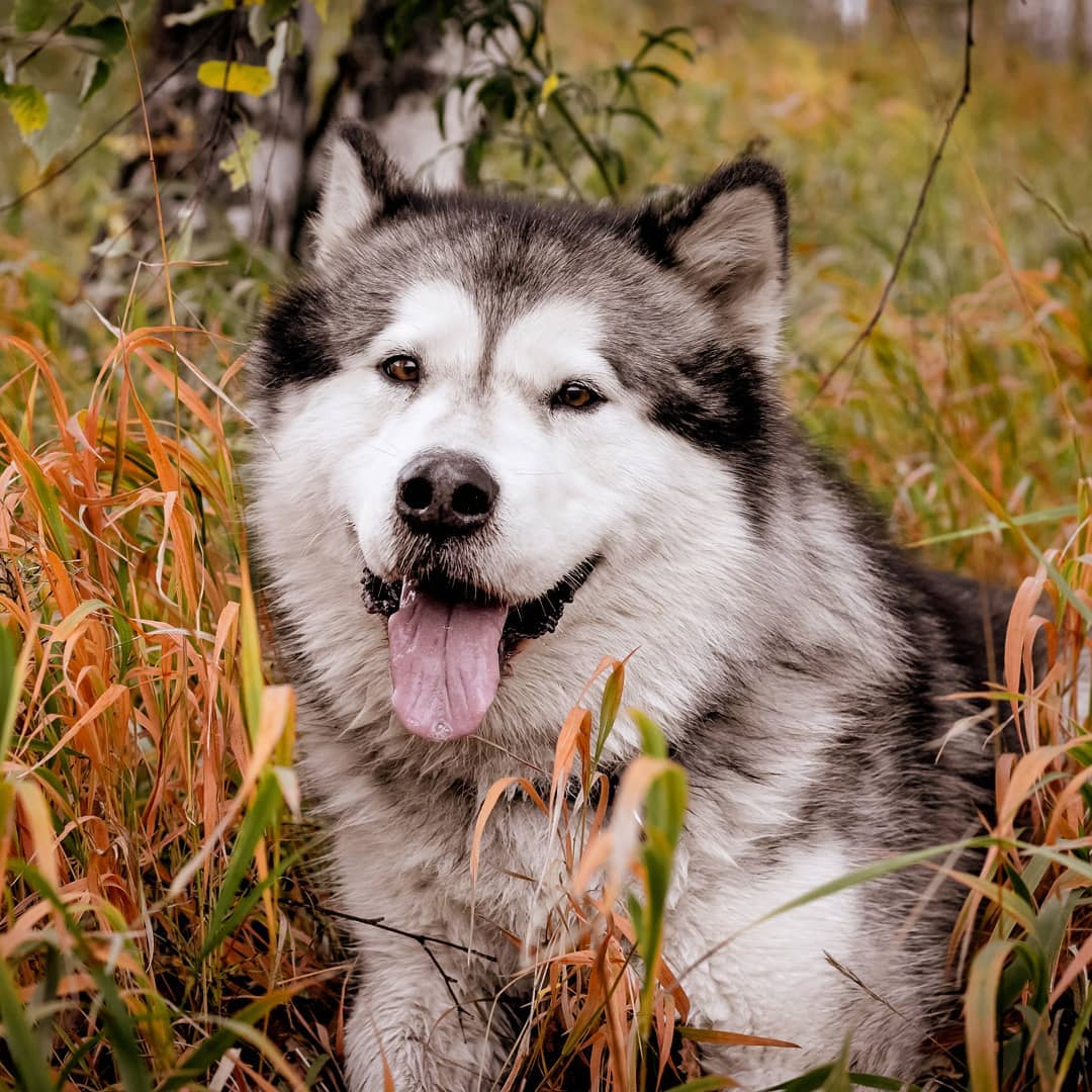 15 Informative and Interesting Facts About Alaskan Malamutes - Page 3 ...