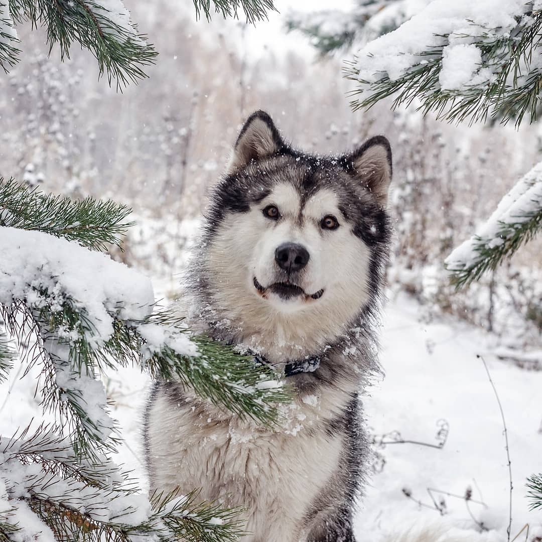 15 Informative and Interesting Facts About Alaskan Malamutes - Page 5 ...