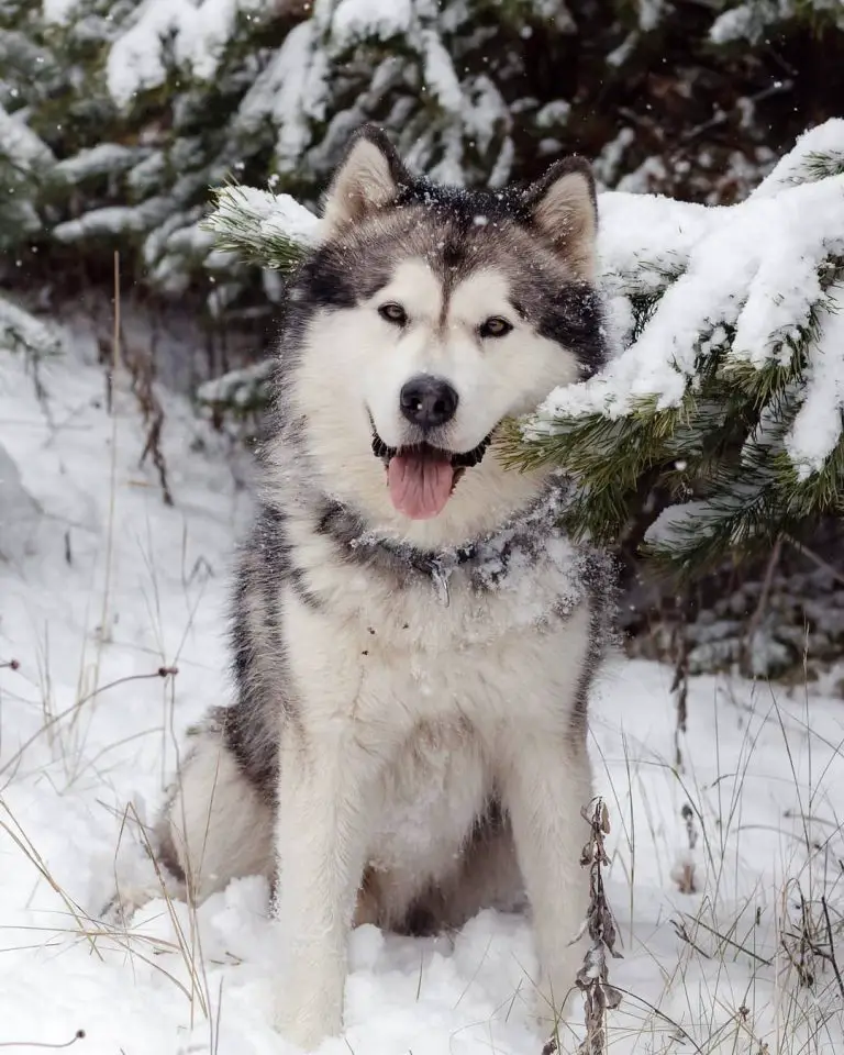 15 Informative and Interesting Facts About Alaskan Malamutes - Page 5 ...