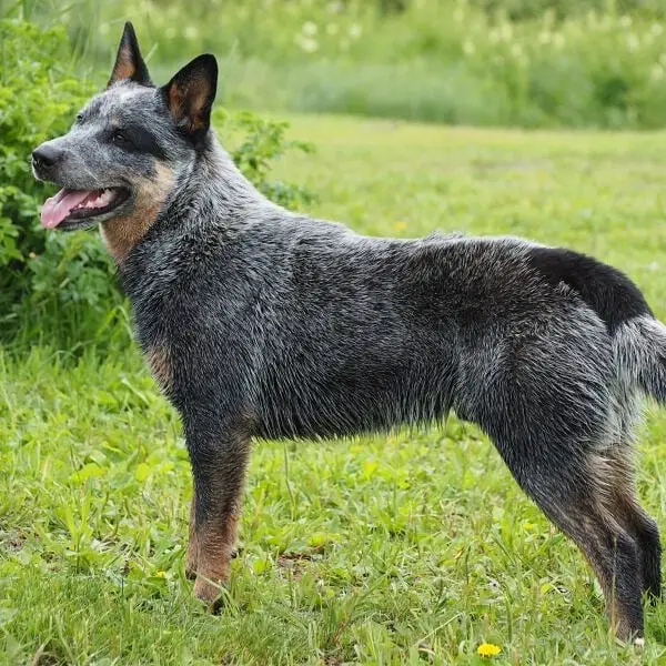 15 Historical Facts About Australian Cattle Dogs You Might Not Know ...