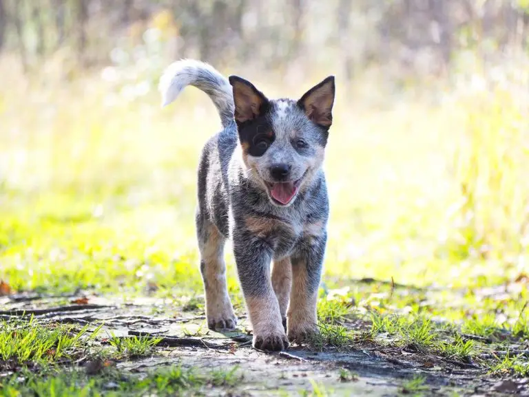 15 Facts About Raising and Training Australian Cattle Dogs - Page 3 of ...