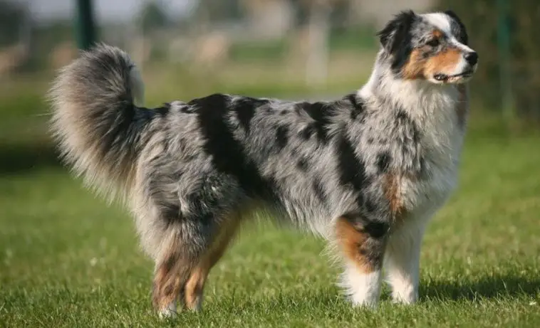 Breed Review: Australian Shepherd (18 Pics)